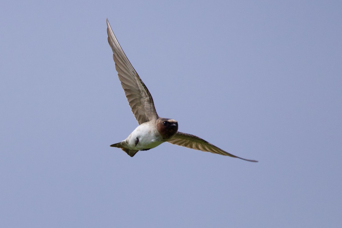 Cliff Swallow - ML642832844