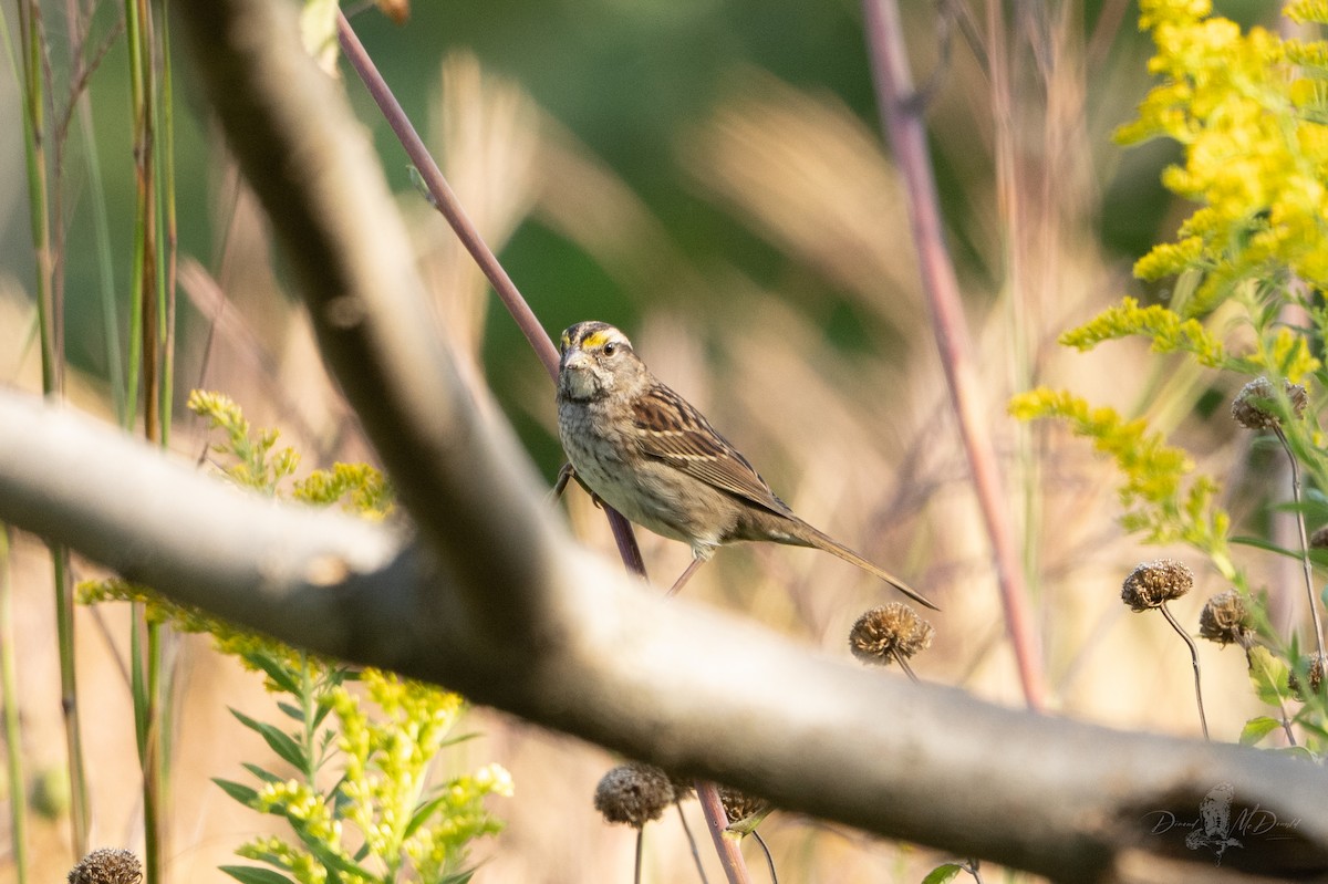 White-throated Sparrow - ML642832847