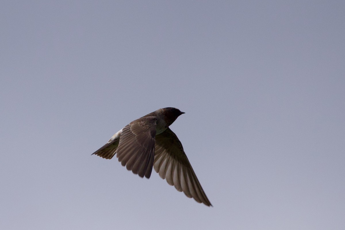 Cliff Swallow - ML642832849