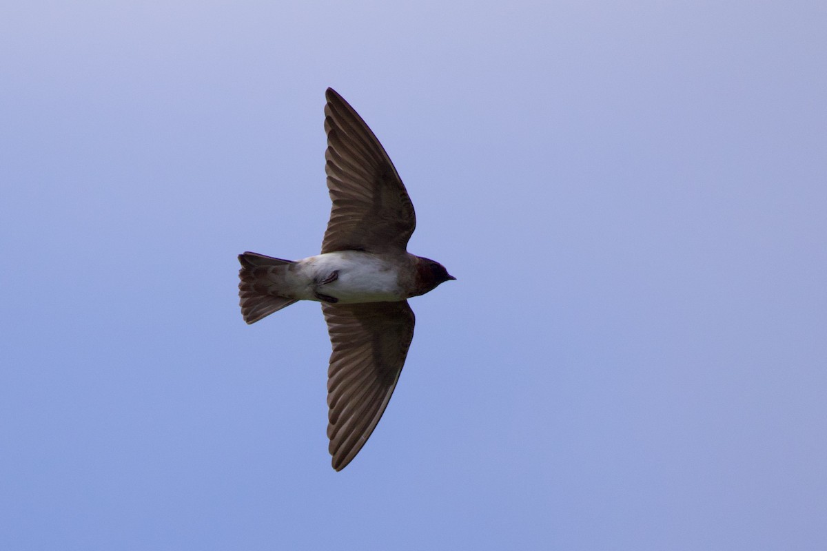 Cliff Swallow - ML642832855