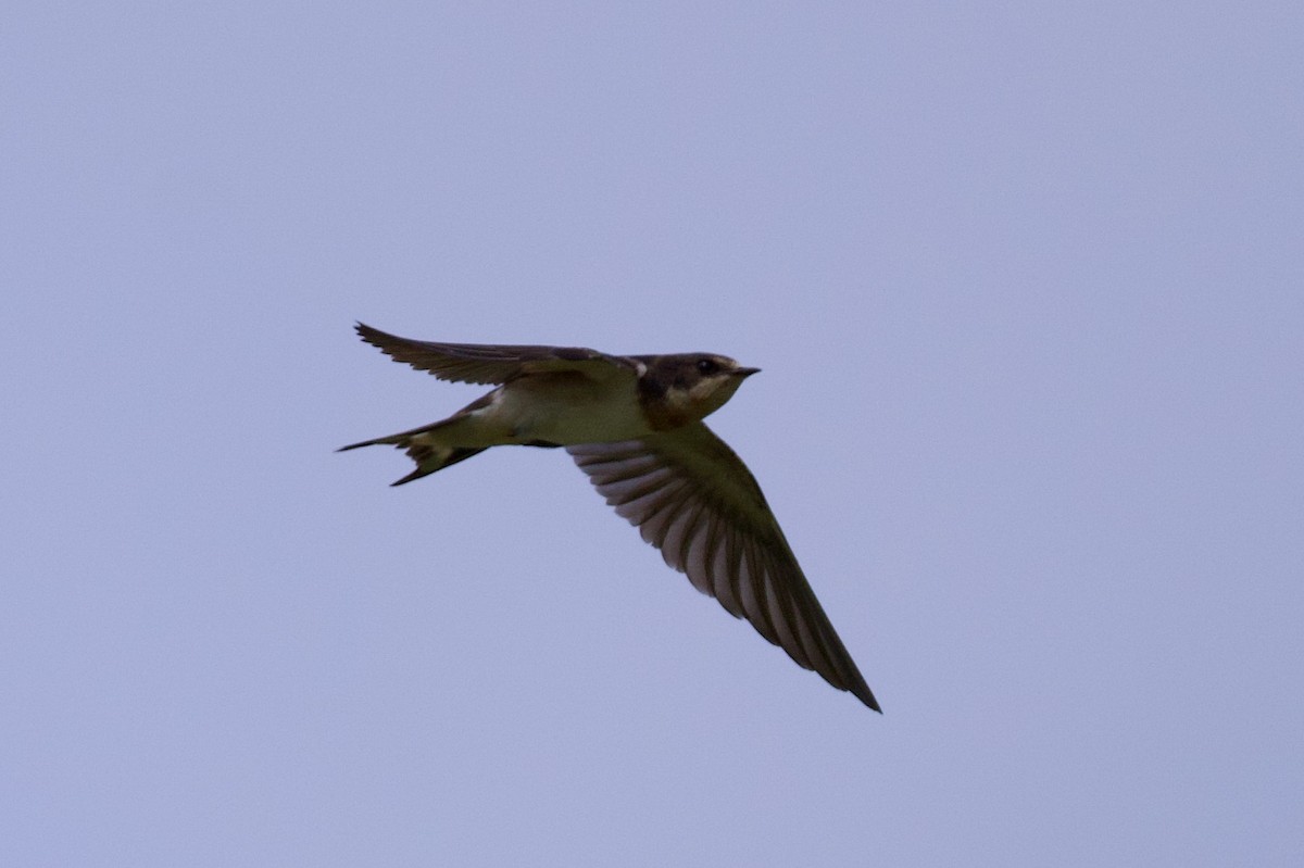 Barn Swallow - ML642832860
