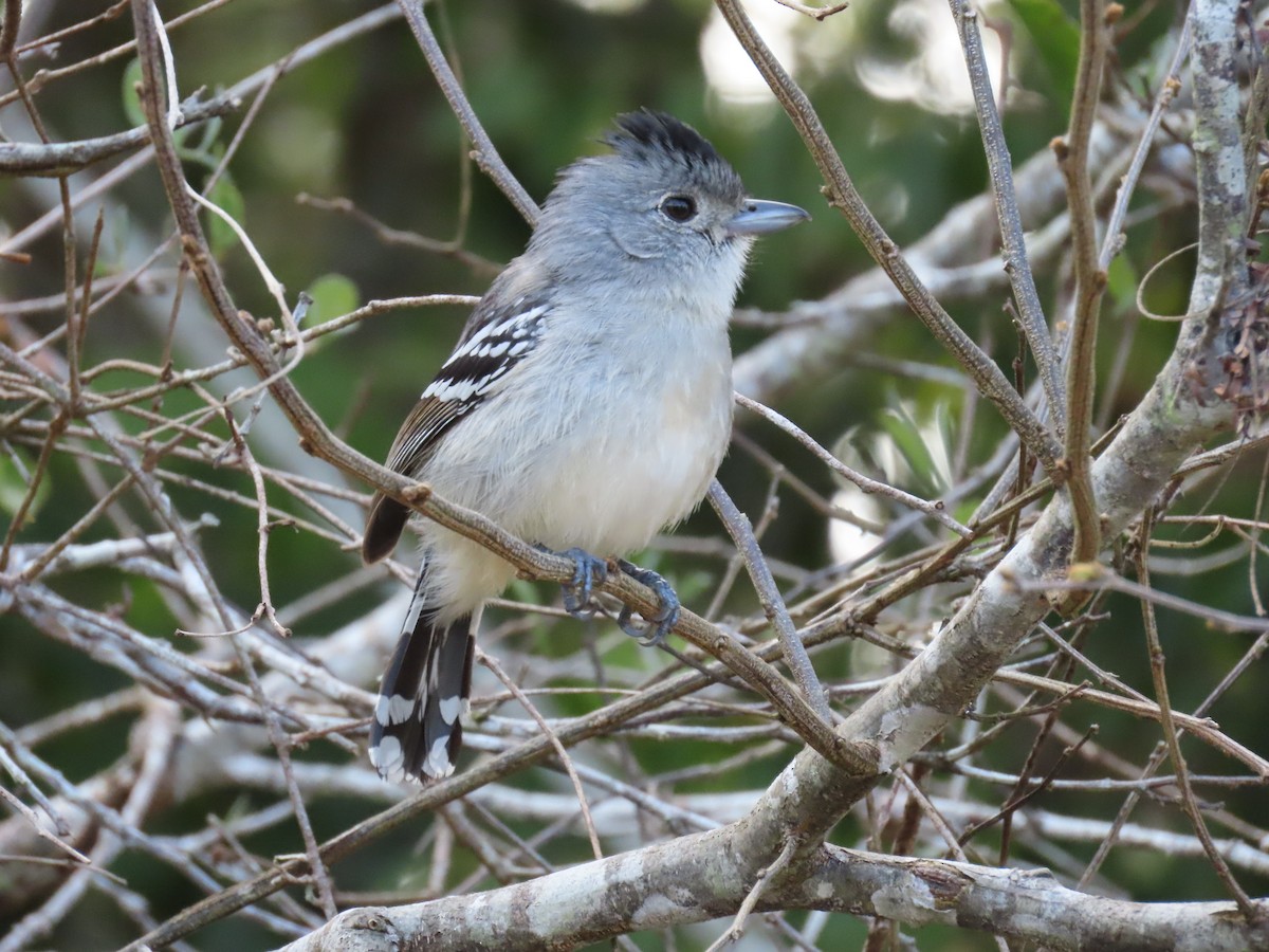 Batara de Pelzeln - ML642832870