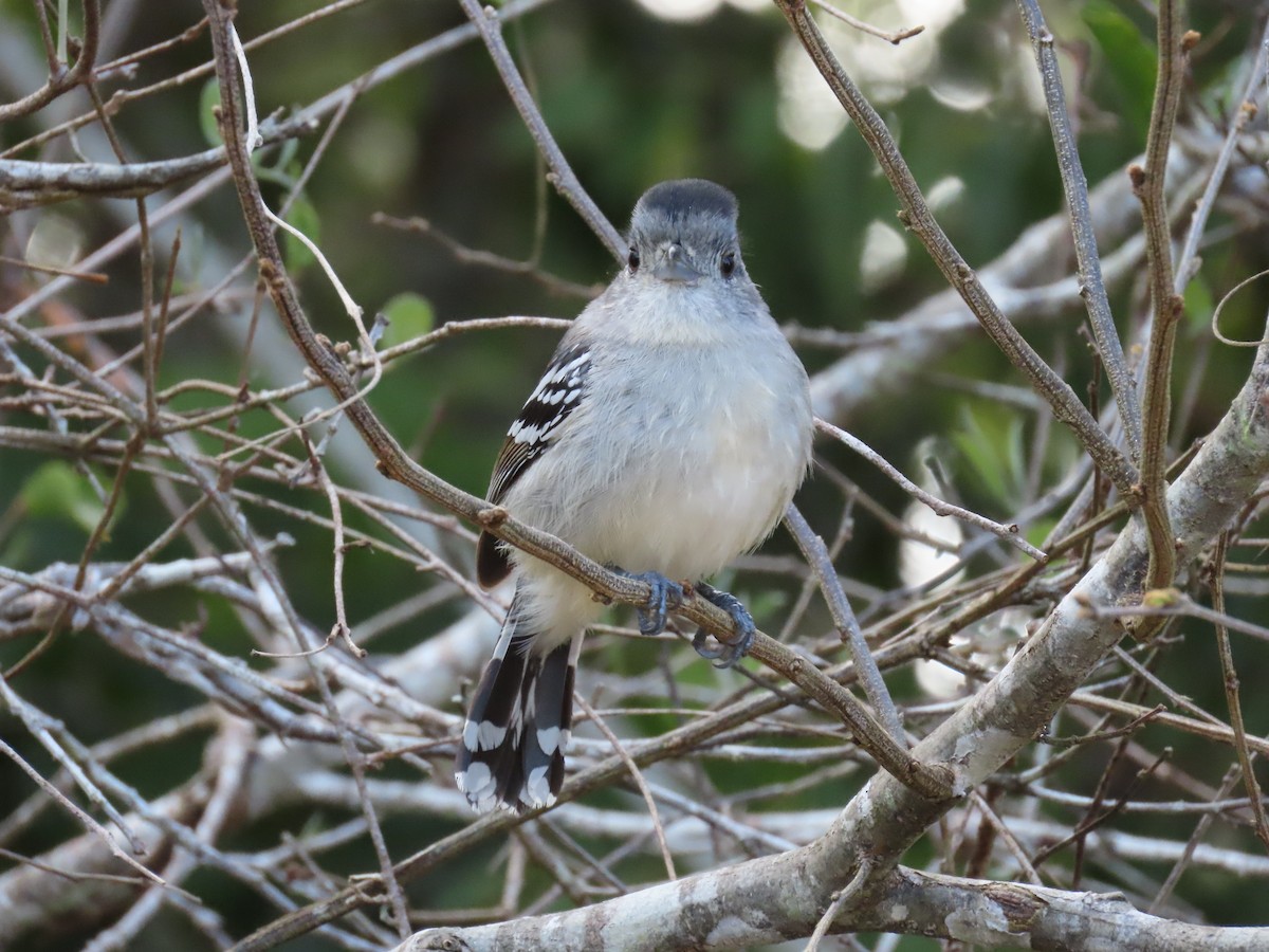 Batara de Pelzeln - ML642832871