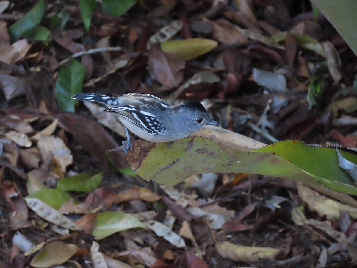 Batara de Pelzeln - ML642832872