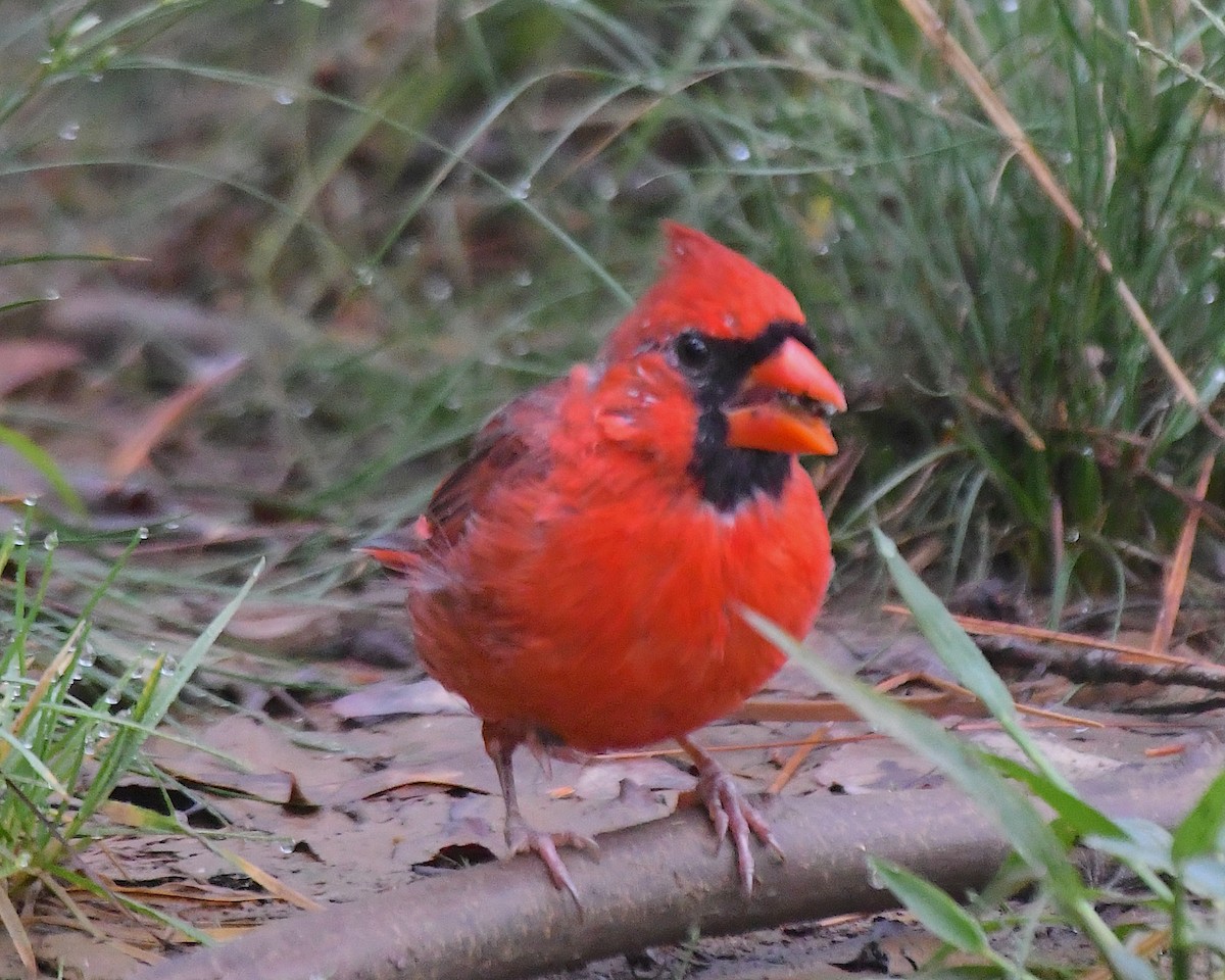 Northern Cardinal - ML642832878