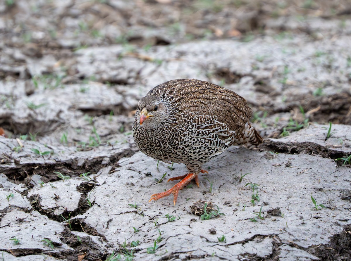 ナタールキジシャコ - ML642832881