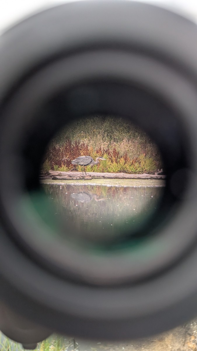 Great Blue Heron - ML642832888