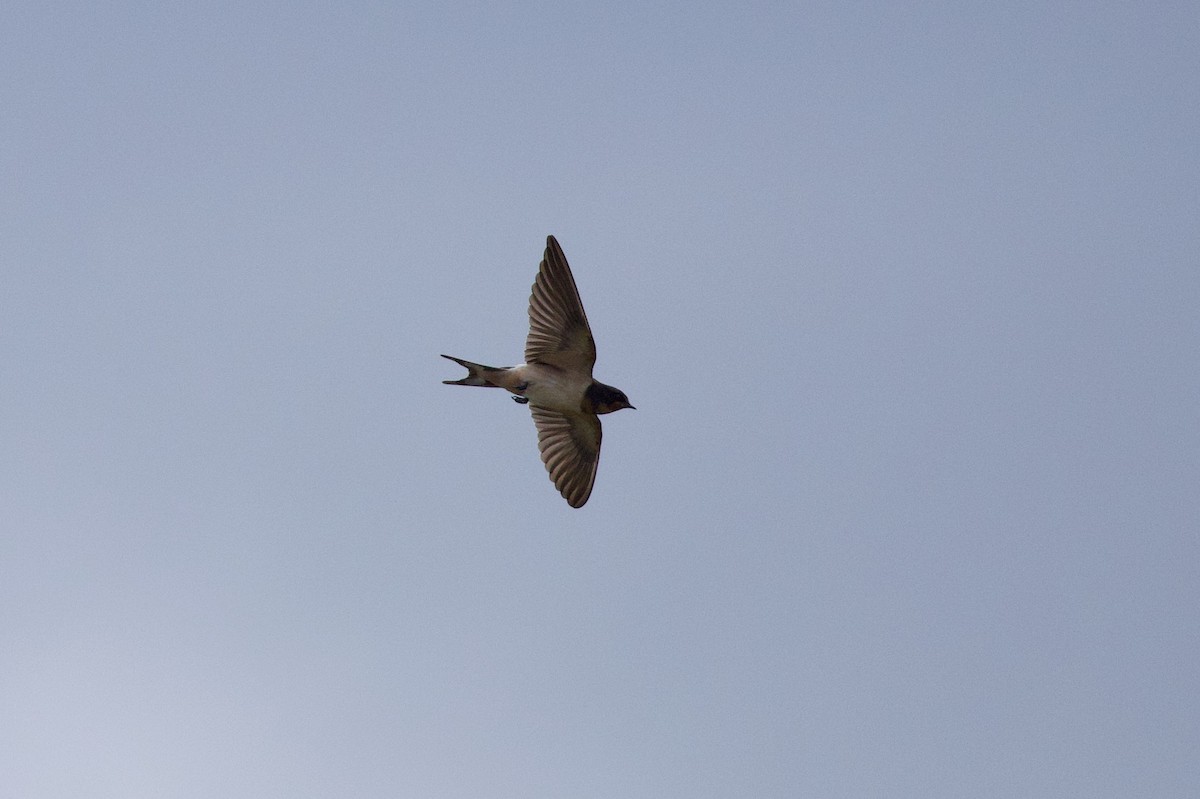 Barn Swallow - ML642832889