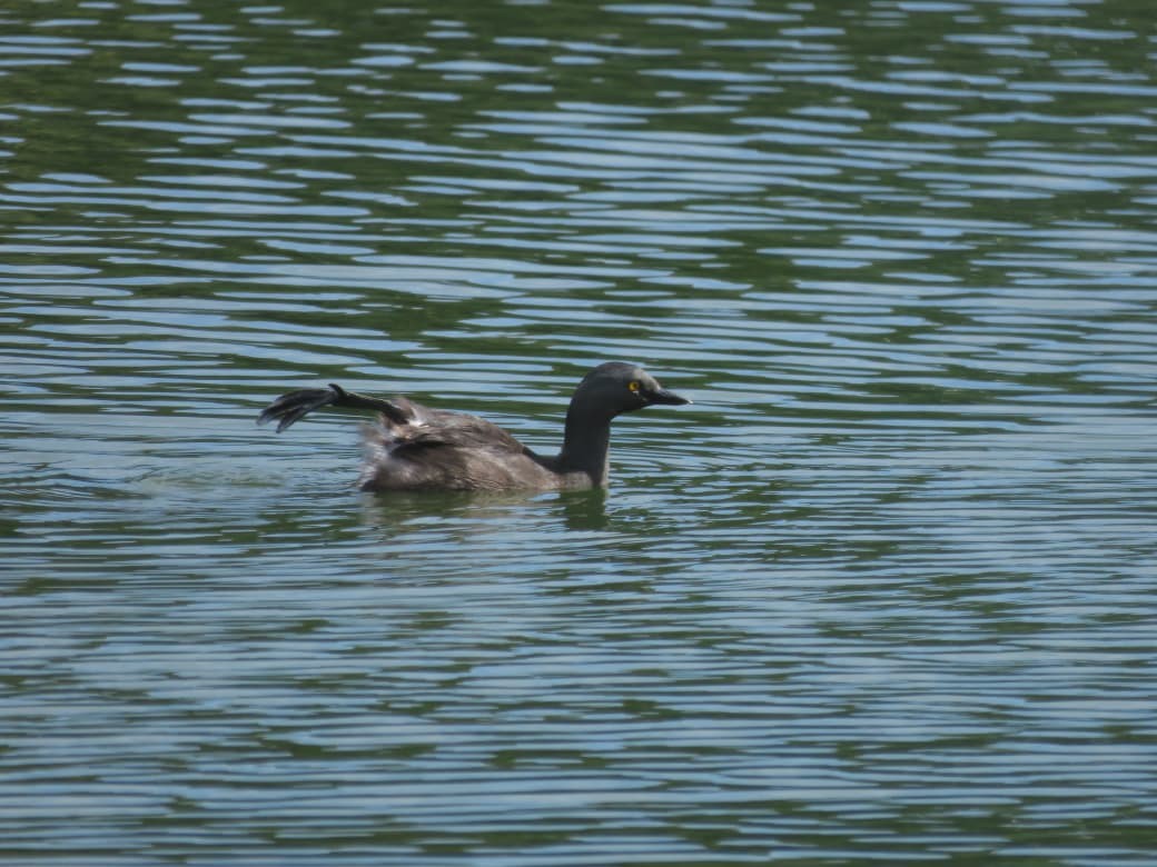 Least Grebe - ML642832903