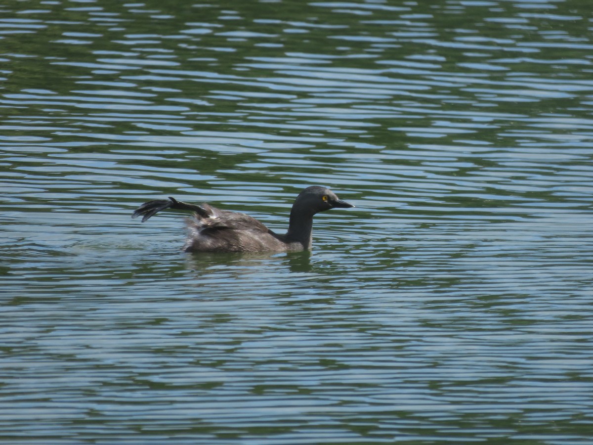Least Grebe - ML642832904