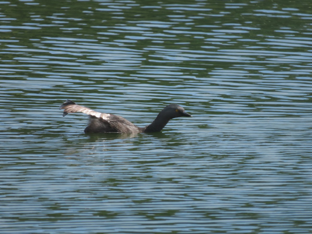 Least Grebe - ML642832905