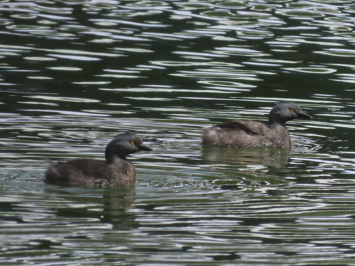 Least Grebe - ML642832906