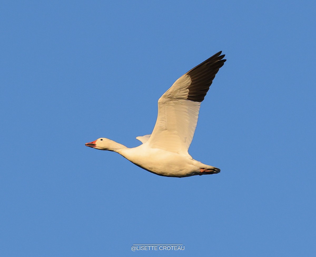 Snow Goose - ML642832915