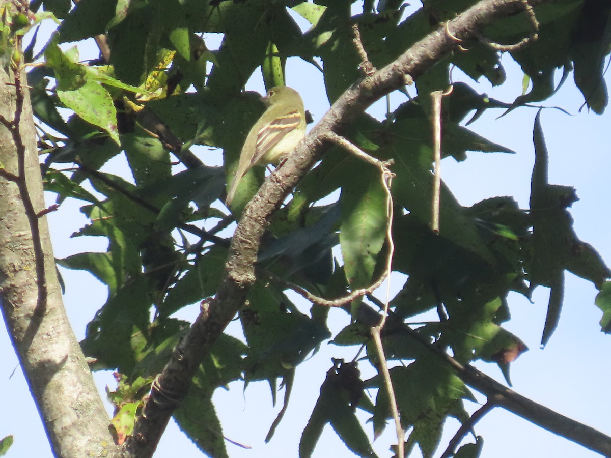 Empidonax sp. - ML642832918