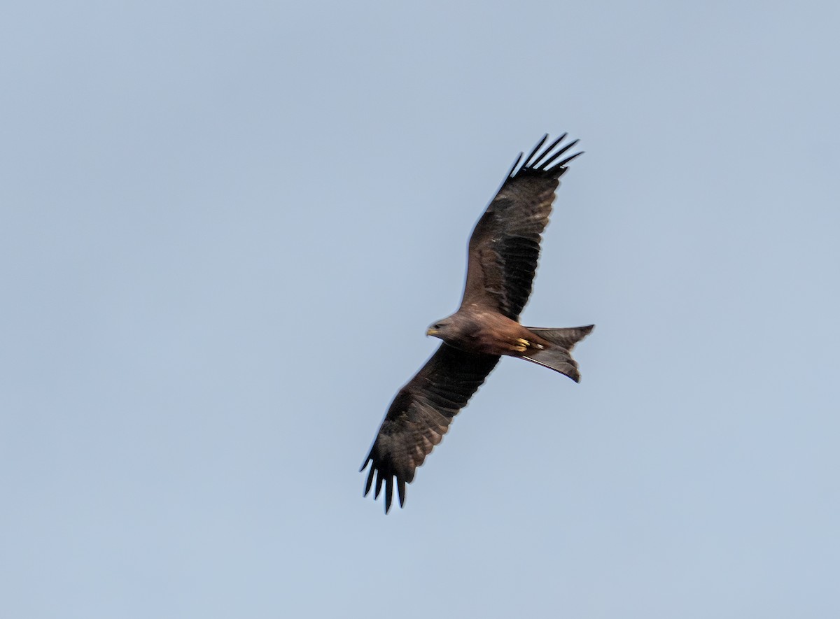 Black Kite - ML642832924