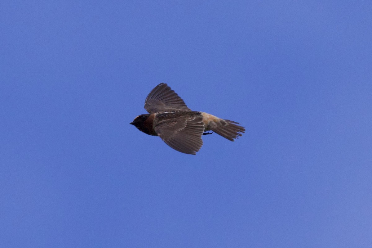 Cliff Swallow - ML642832925
