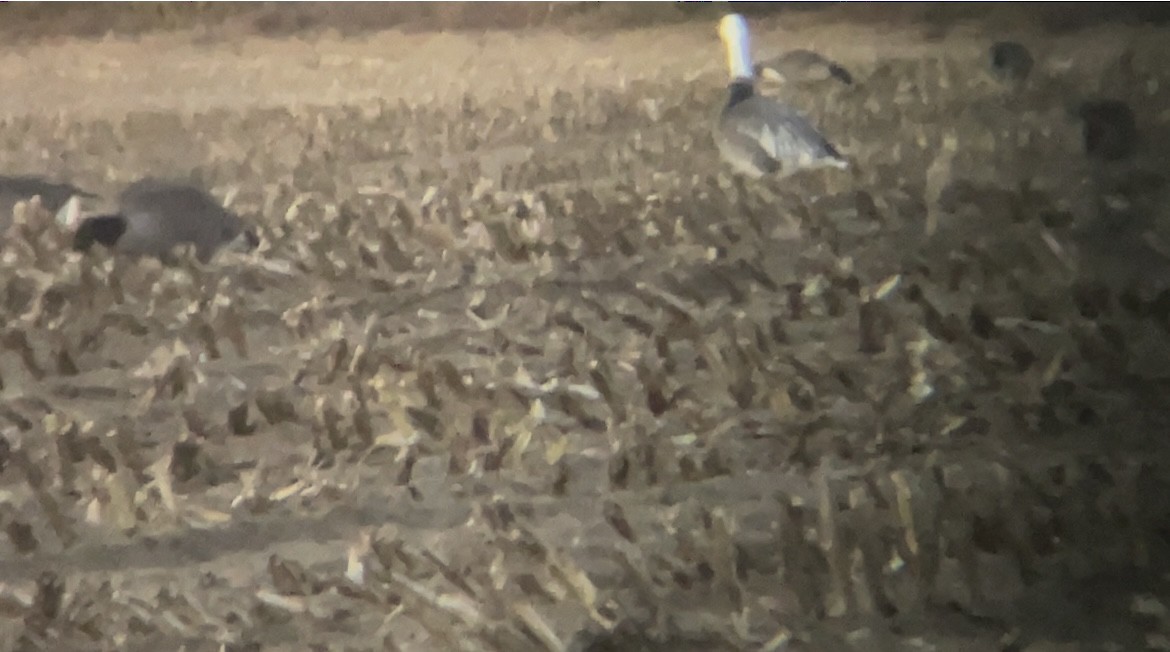 Snow Goose - ML642832926