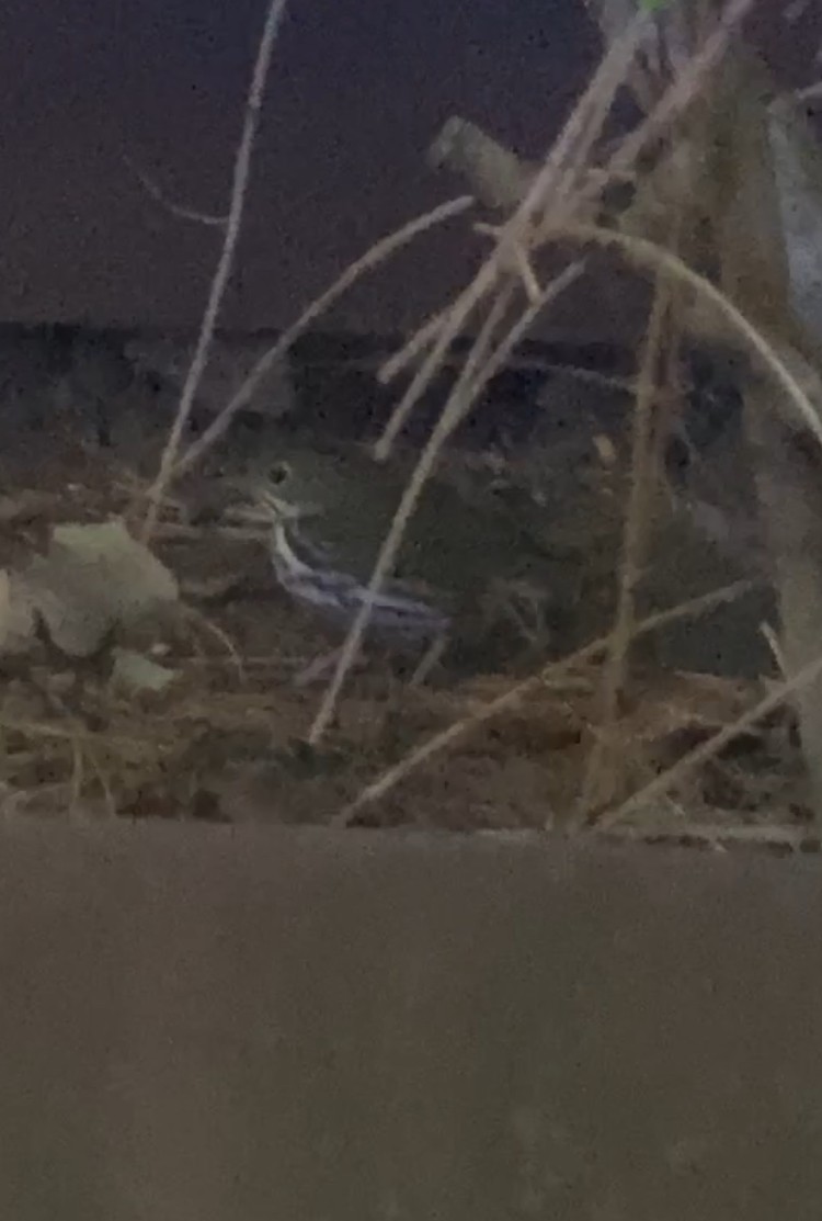 Ovenbird - ML642832927