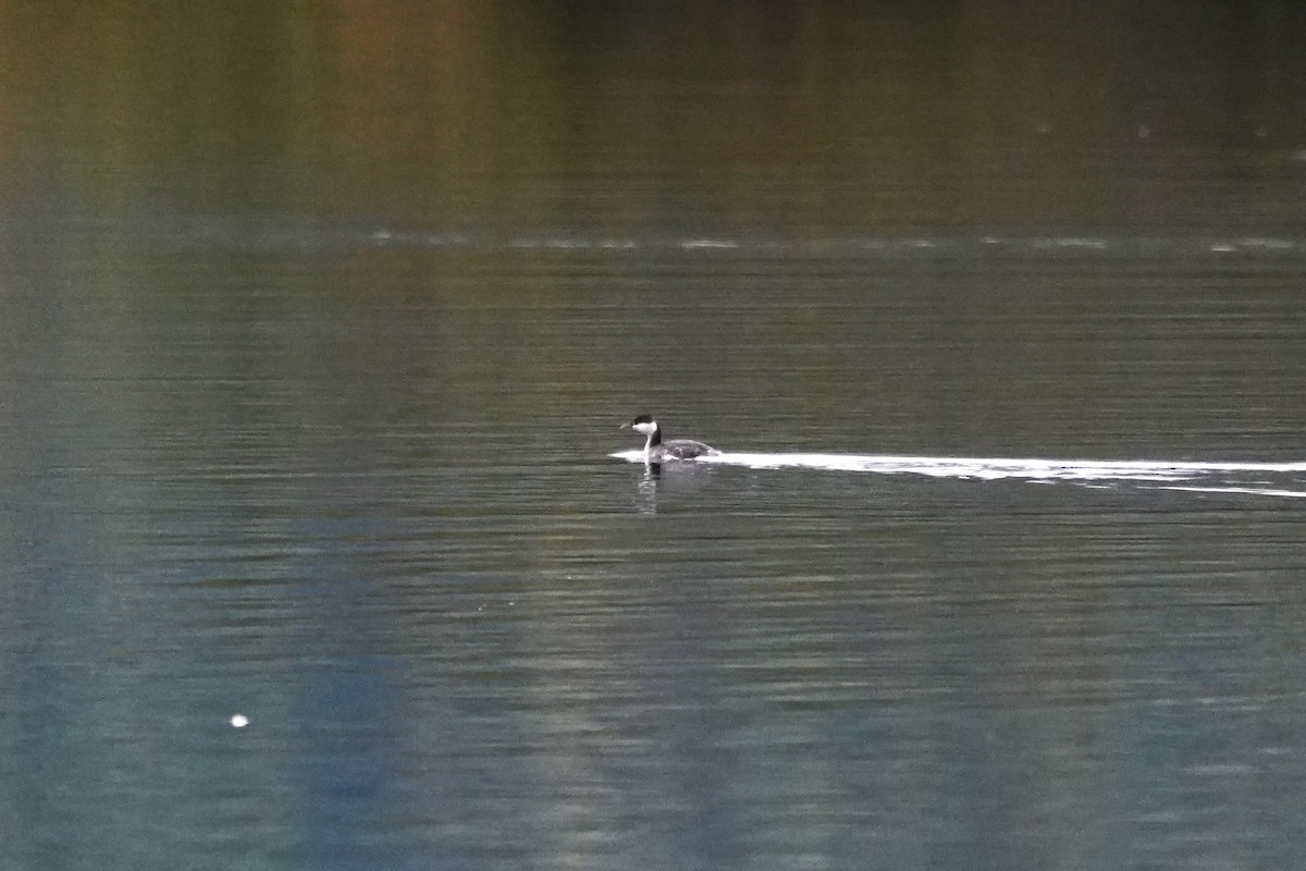 Horned Grebe - ML642832928