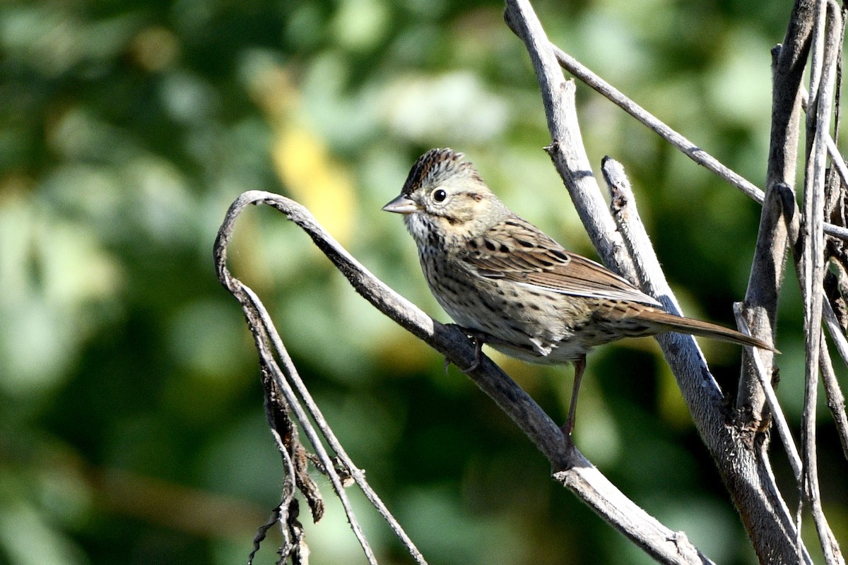 Lincoln's Sparrow - ML642832929
