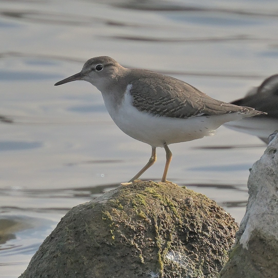 Spotted Sandpiper - ML642832930