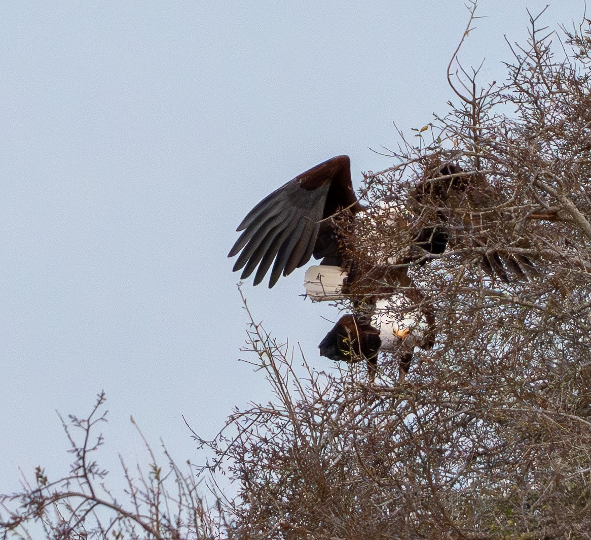 African Fish-Eagle - ML642832931