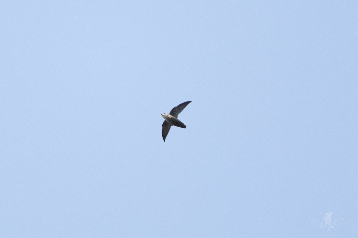 Chimney Swift - ML642832933