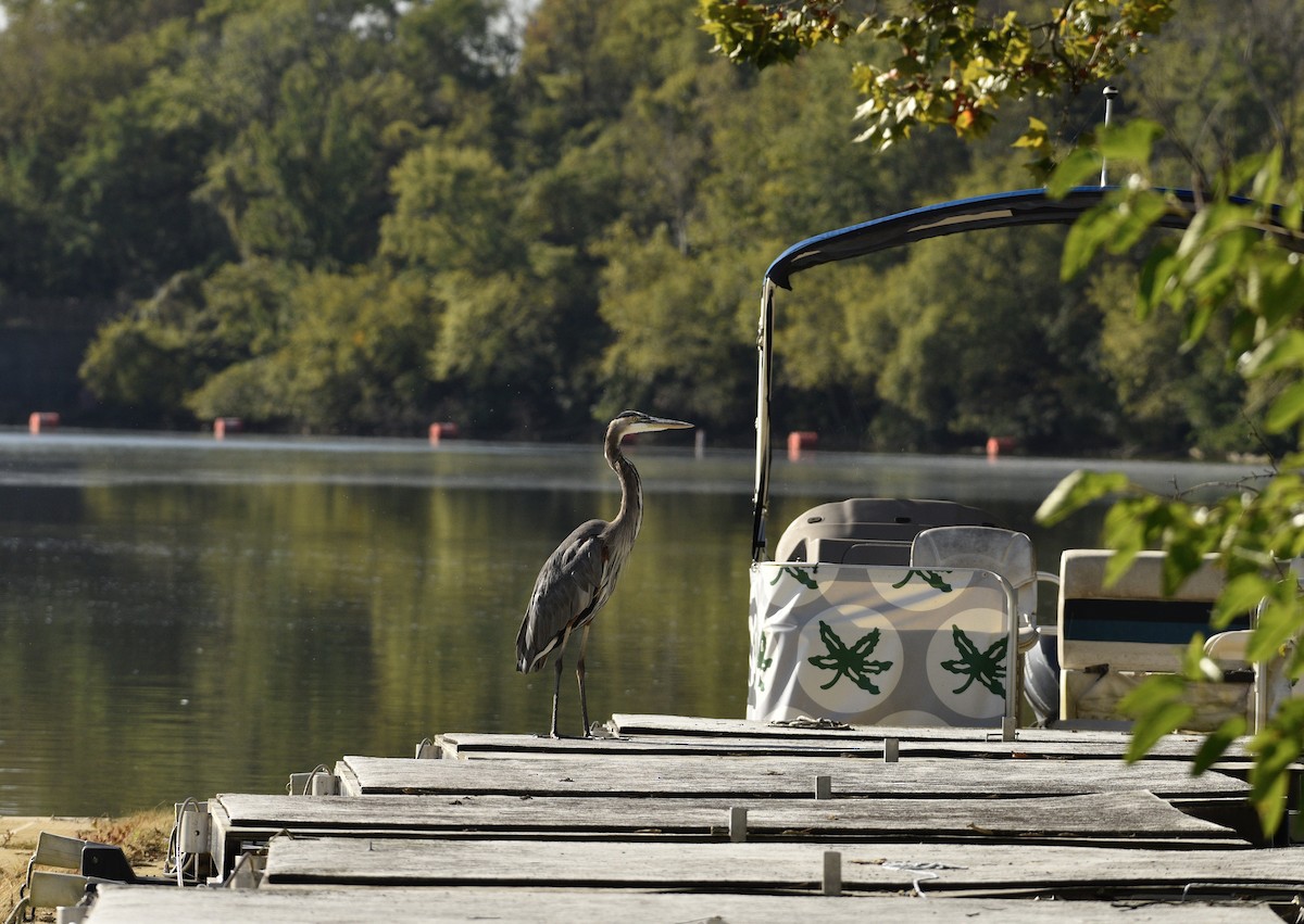 Great Blue Heron - ML642832934