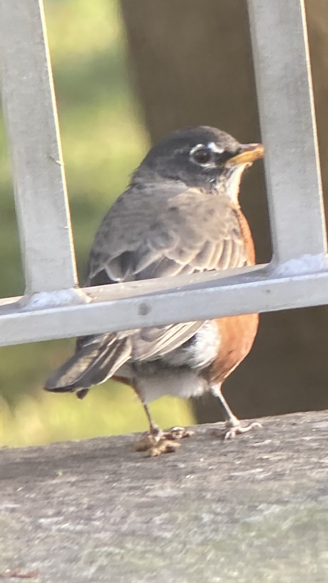 American Robin - ML642832939