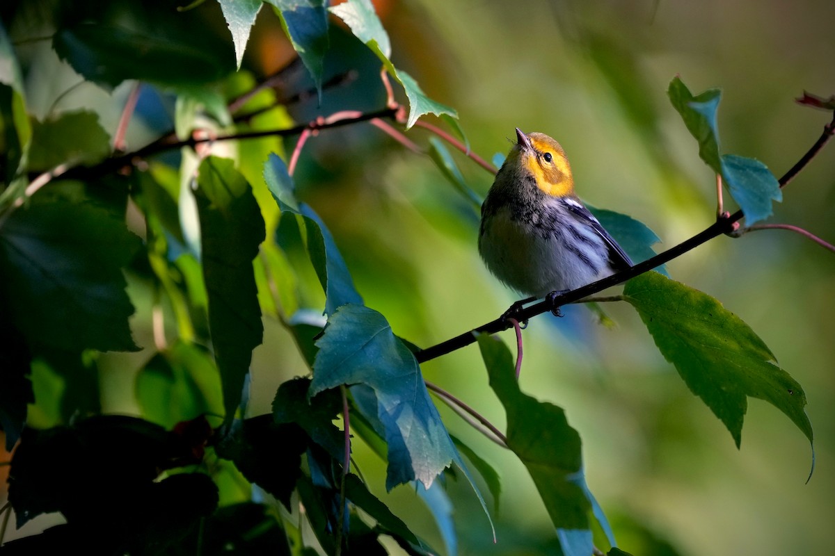 Black-throated Green Warbler - ML642832940