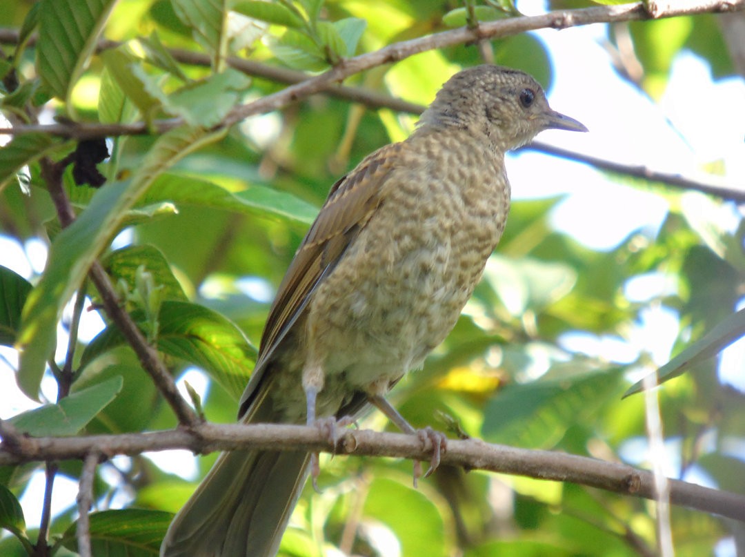 Pale-breasted Thrush - ML642832942