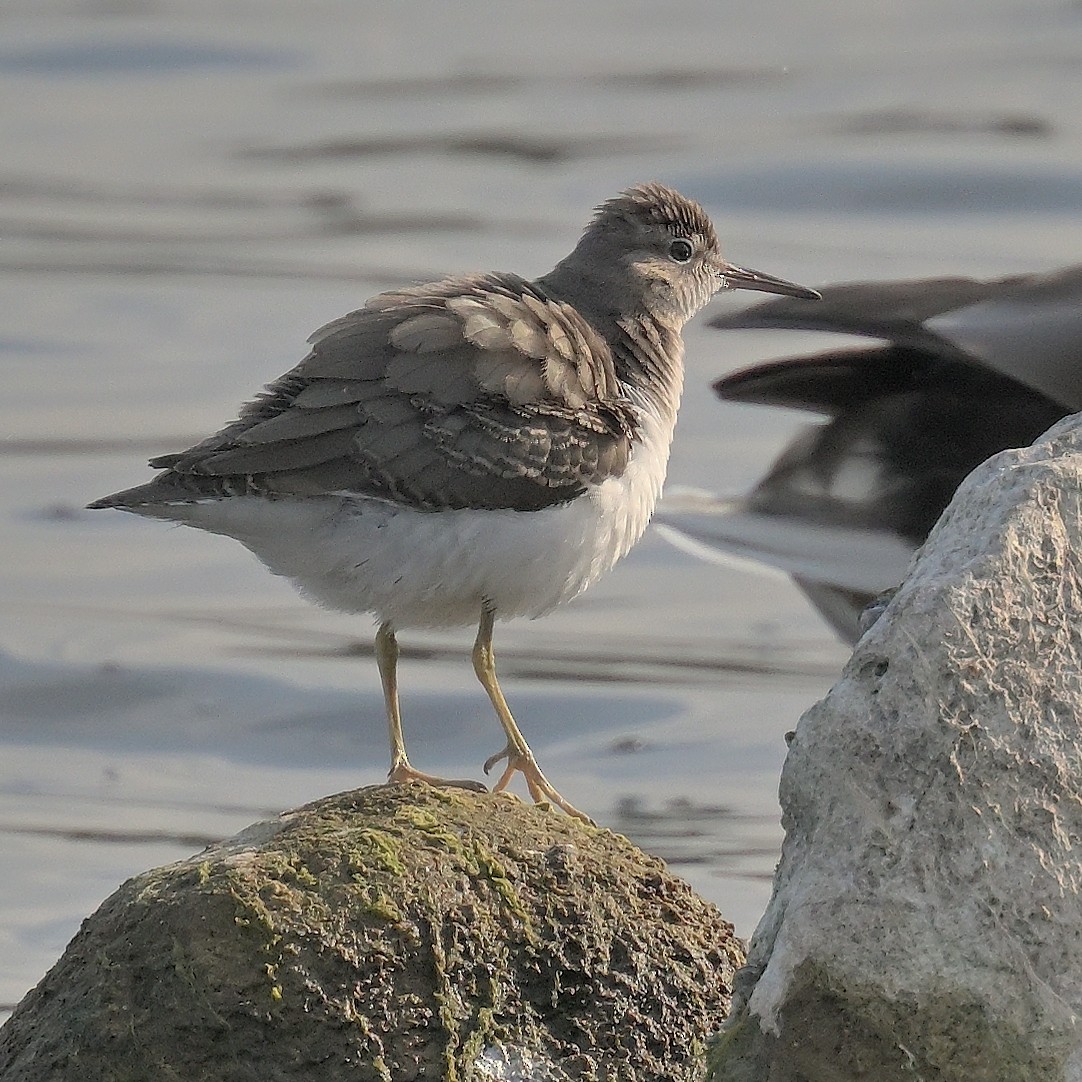 Spotted Sandpiper - ML642832948