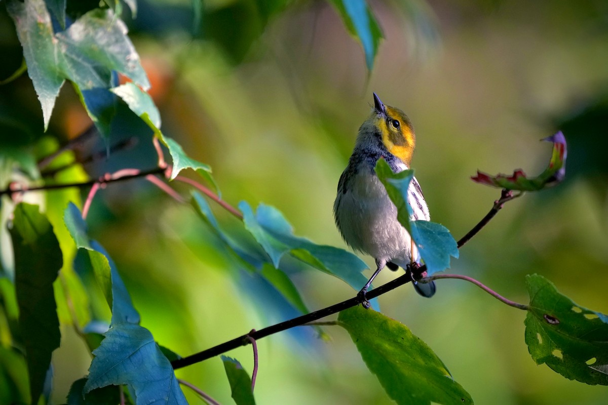 Black-throated Green Warbler - ML642832949