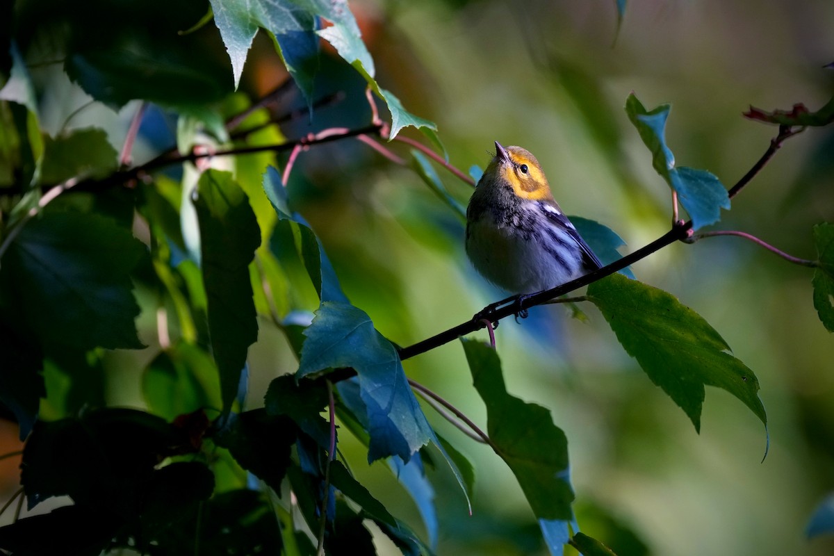 Black-throated Green Warbler - ML642832950