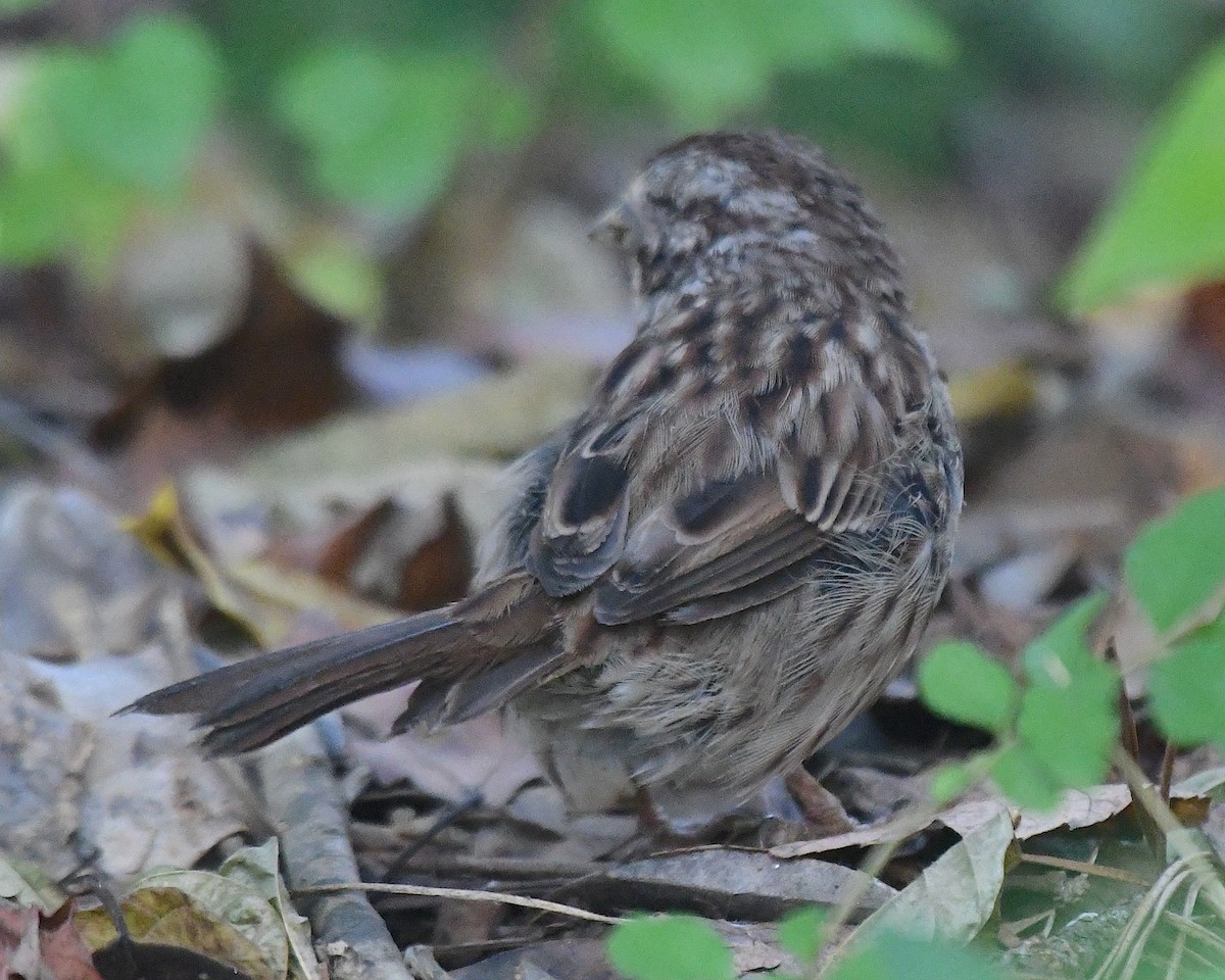 Song Sparrow - ML642832953