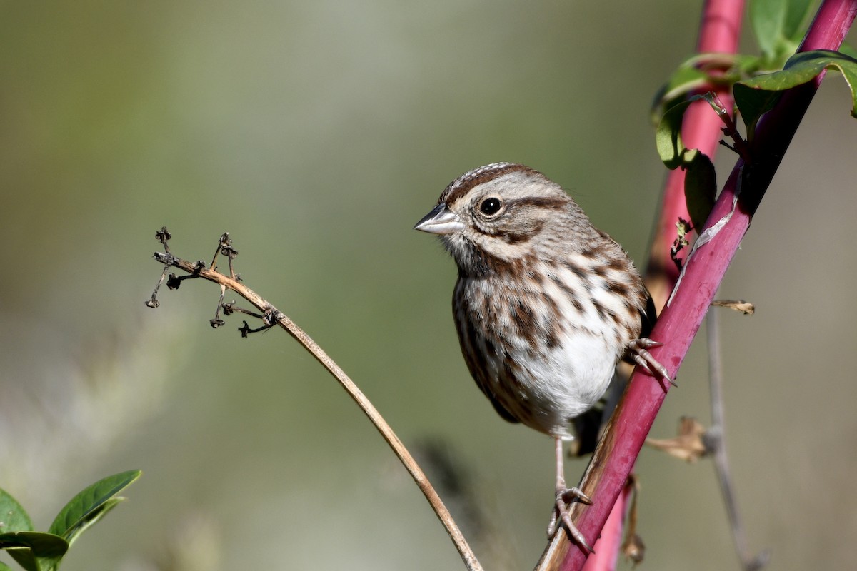 Song Sparrow - ML642832955