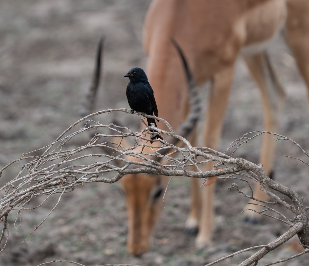 Fork-tailed Drongo - ML642832957
