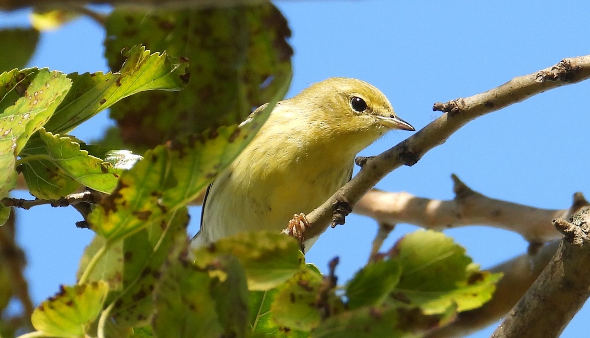 Blackpoll Warbler - ML642832968