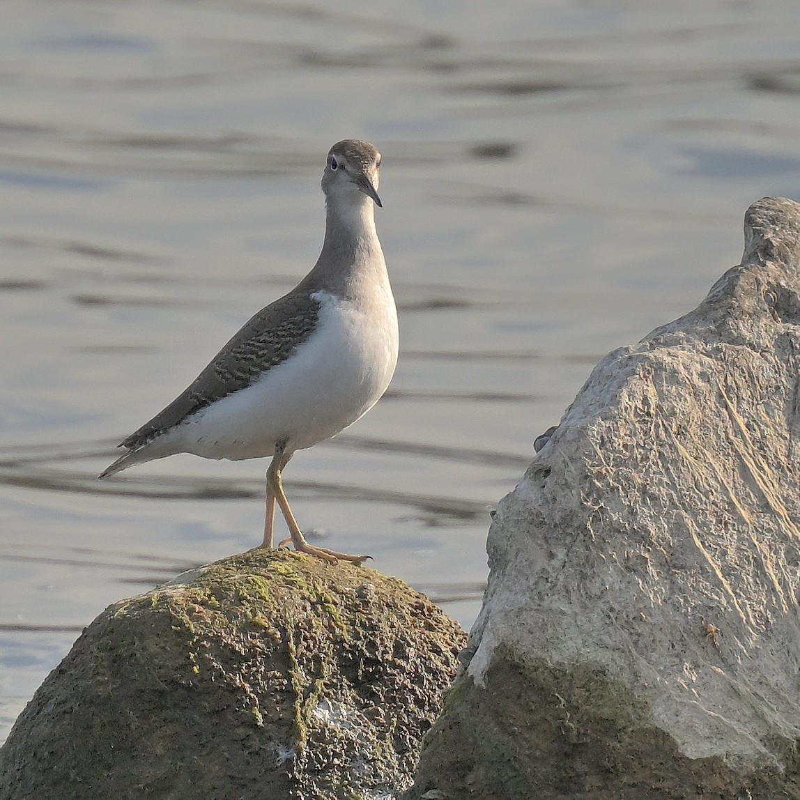 Spotted Sandpiper - ML642832969