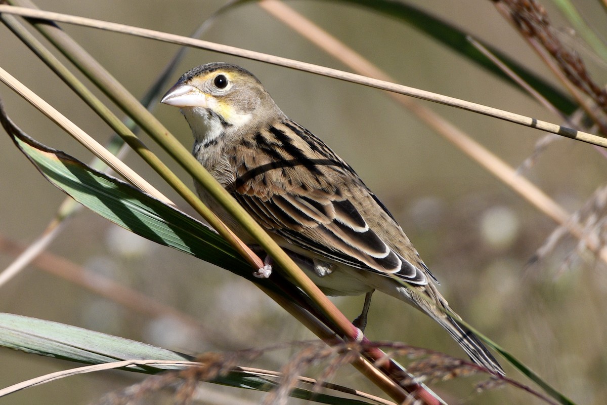 Dickcissel - ML642832970