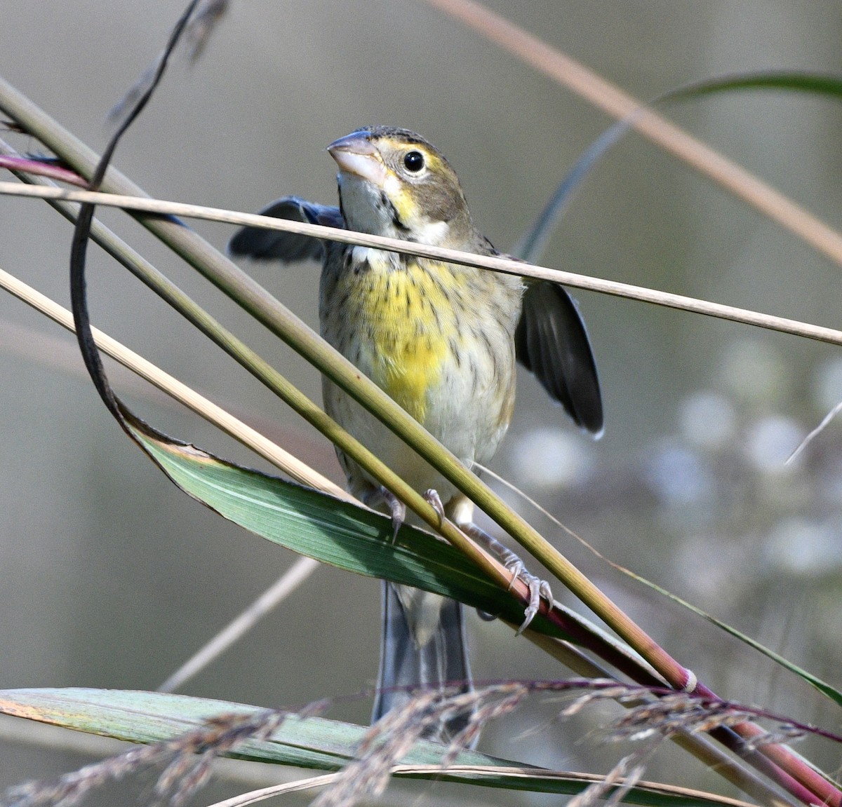 Dickcissel - ML642832971