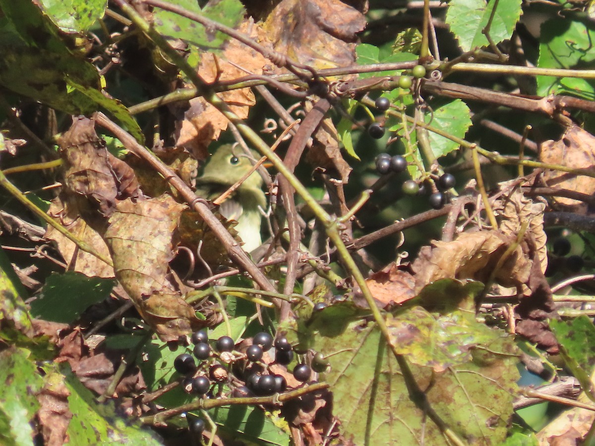 Empidonax sp. - ML642832972