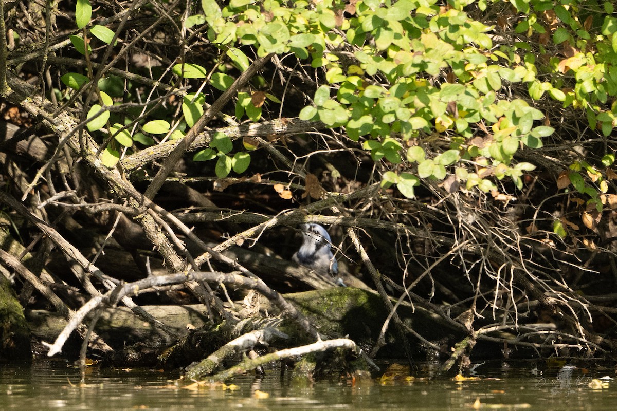 Blue Jay - ML642832973