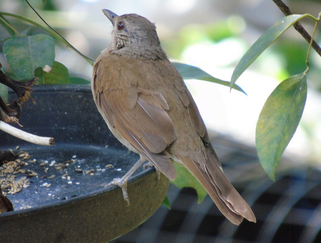 Pale-breasted Thrush - ML642832974