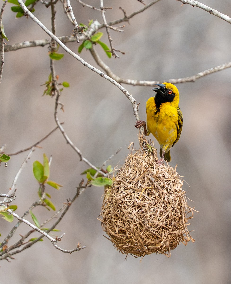 Village Weaver - ML642832975