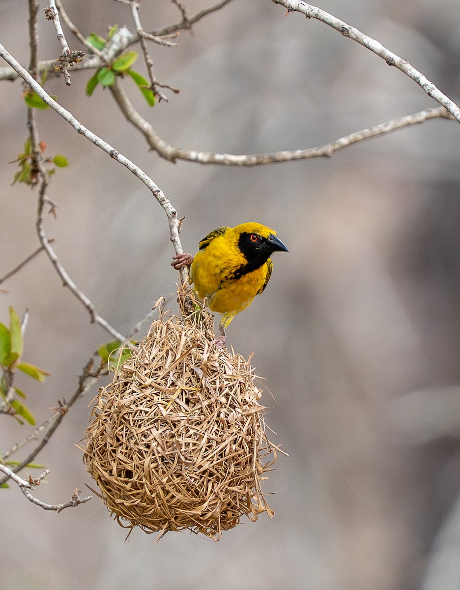 Village Weaver - ML642832976