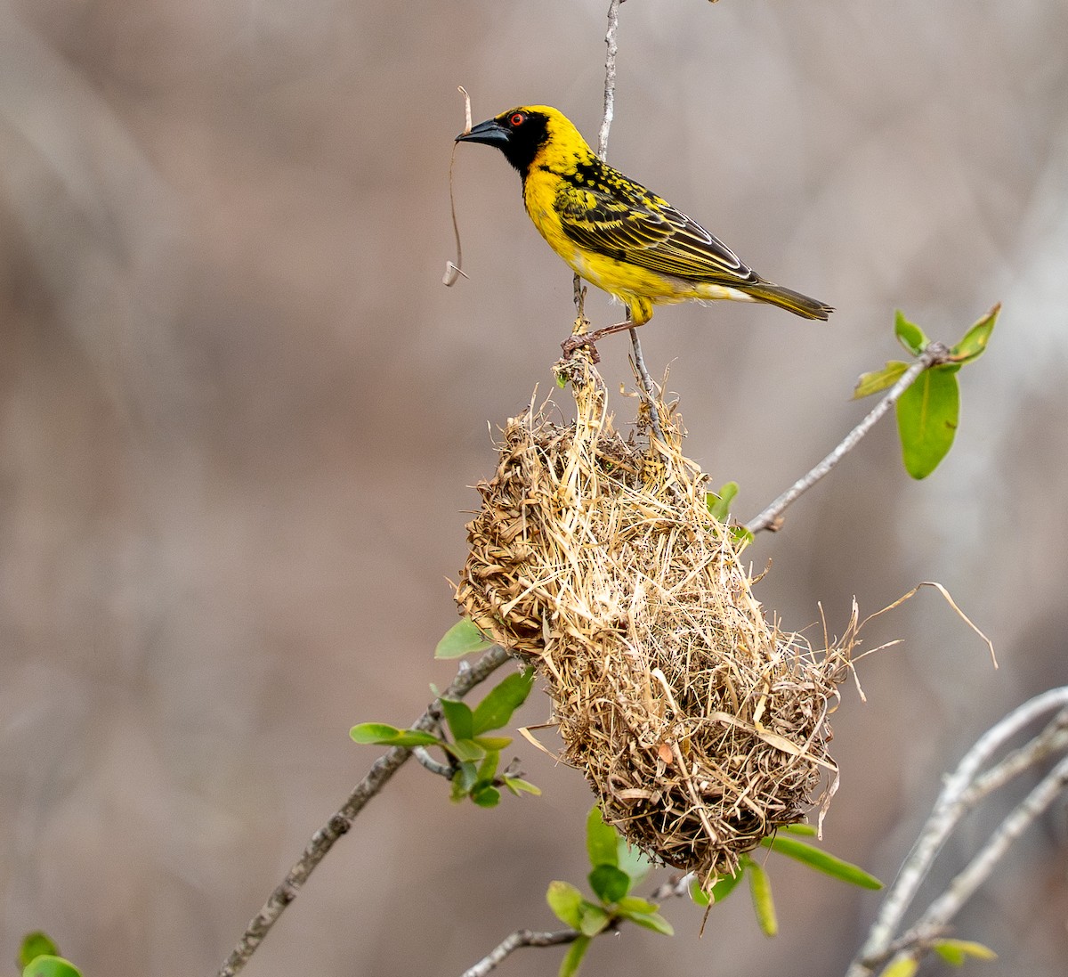 Village Weaver - ML642832977