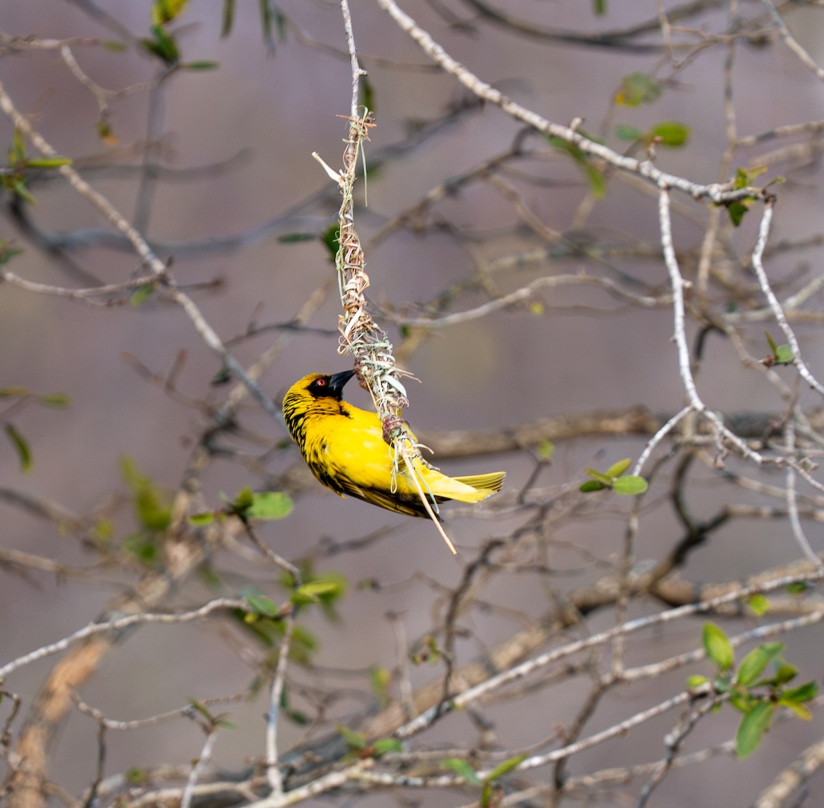 Village Weaver - ML642832978