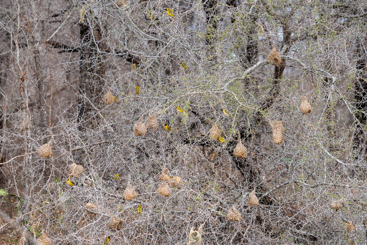 Village Weaver - ML642832979