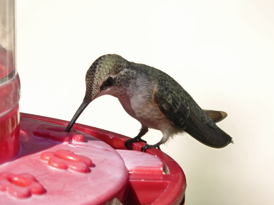 Broad-tailed Hummingbird - ML642832983